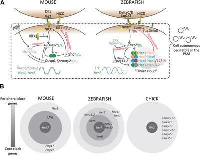 Species-specific roles of the Notch ligands, receptors, and targets orchestrating the signaling landscape of the segmentation clock